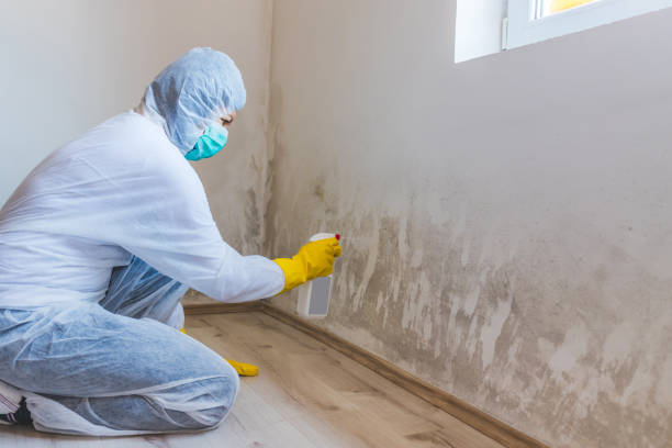 Licensed Mold Inspection And Testing service in Ludington, MI - 24 Hour Mold Removal