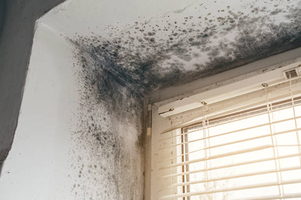 Affordable Mold Inspection And Testing solutions in Ludington, MI