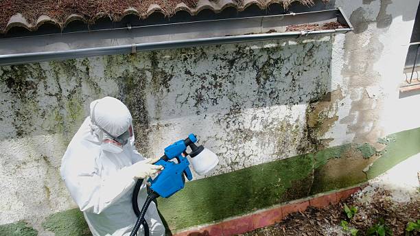 Top rated local Mold Inspection And Testing specialists in Ludington, MI